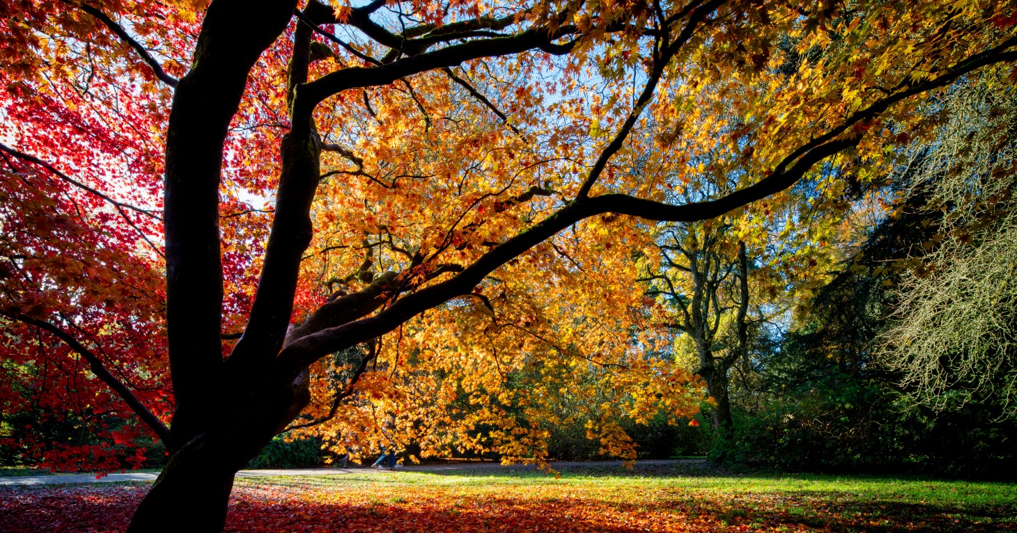 The charity Friends of Westonbirt Arboretum has 37,000 members. Image  Paul Groom.