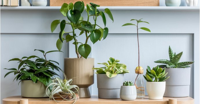 The best houseplants for your Gloucestershire home