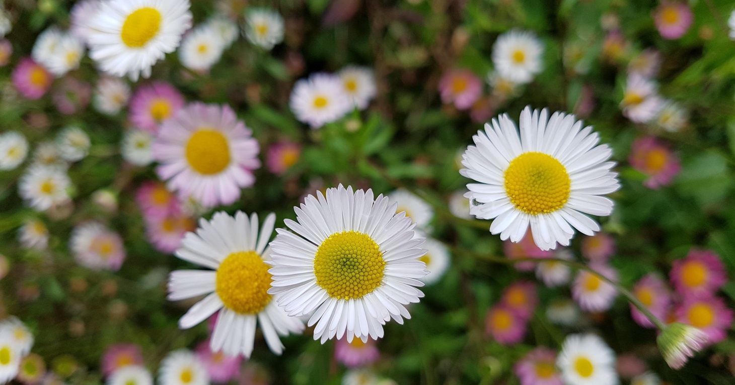 A new independent plant centre is opening at Painswick Rococo Garden