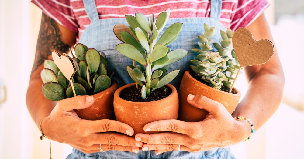 Flower & Herb seed, pot and plant swap in Cheltenham