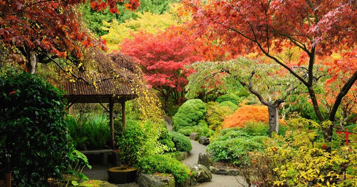 Find out how to care for your garden this autumn 2022, with advice from The Fairview Gardener.
