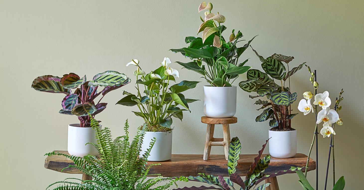 little dobbies Cheltenham reveals opening date