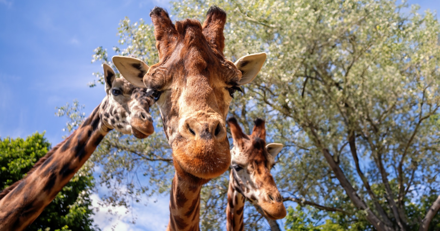 Cotswold venue crowned 'Best Zoo in the UK' for the second year in a row