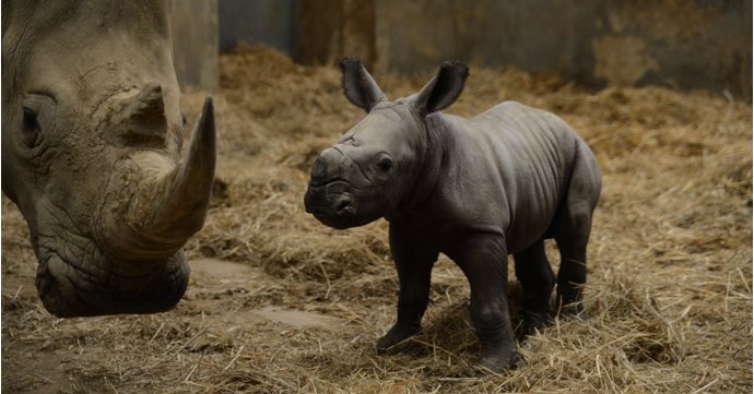 Cotswold Wildlife Park welcomes two baby white rhinos in one week