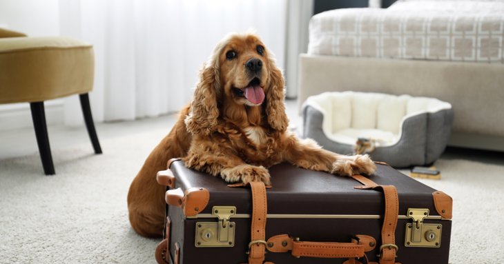 Visit Gloucestershire shares its top tips for pet owners wanting to holiday with or without their pets this summer.