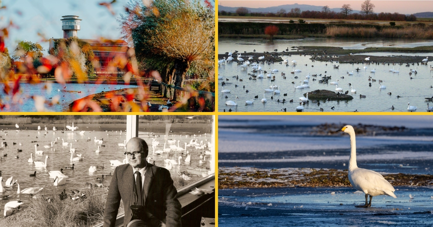 Visit Slimbridge Wetland Centre for free on its 80th birthday