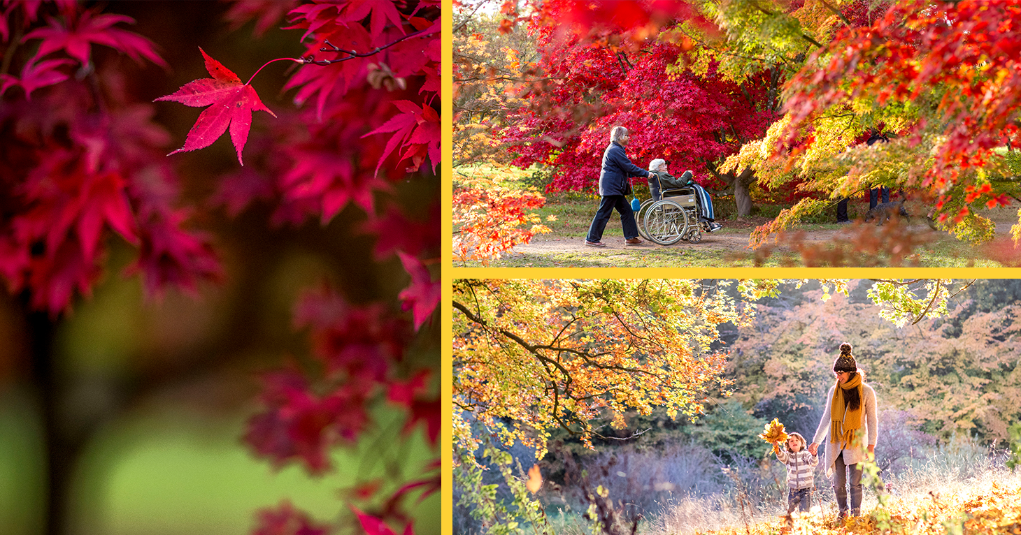 Discover the magic of maples in autumn with Japanese-inspired trails and activities at Westonbirt Arboretum